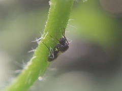 Insecta