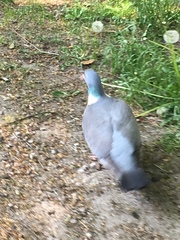 Columba palumbus