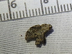 Episcirrus brachialis