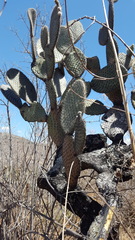 Opuntia pilifera
