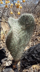 Opuntia pilifera