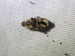 Episcirrus brachialis