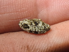 Episcirrus brachialis