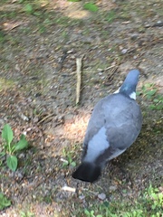 Columba palumbus