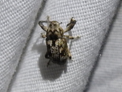 Episcirrus brachialis