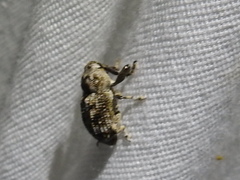 Episcirrus brachialis