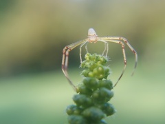 Misumessus oblongus