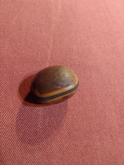 Macropsychanthus comosus