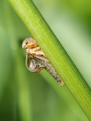 Agalliina