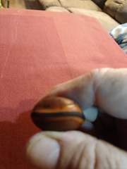 Macropsychanthus comosus