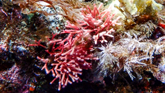 Tricleocarpa fragilis