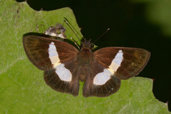 Potamanaxas melicertes