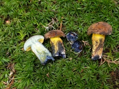 Cyanoboletus