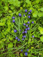 Muscari commutatum