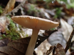 Amanita sororcula
