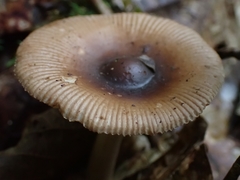 Amanita sororcula