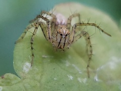 Oxyopes