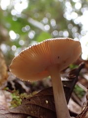 Amanita sororcula