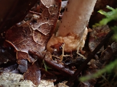 Amanita sororcula