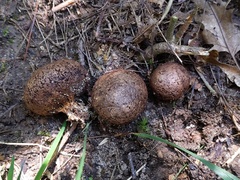 Scleroderma arenicola