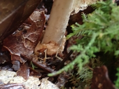 Amanita sororcula
