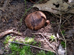 Scleroderma arenicola