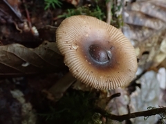 Amanita sororcula