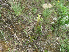 Stenoptera peruviana