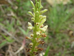 Stenoptera peruviana