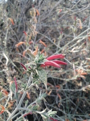 Dicliptera inaequalis