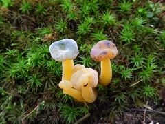 Hypomyces leotiicola