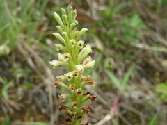 Stenoptera peruviana