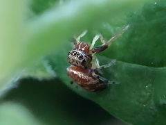 Zygoballus rufipes