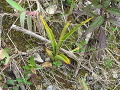 Stenoptera peruviana