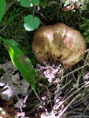 Scleroderma michiganense