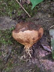 Scleroderma michiganense