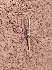 Acridinae