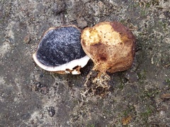 Scleroderma michiganense