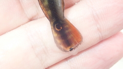 Crenicichla saxatilis