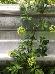 Eleutherococcus sieboldianus