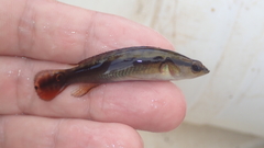 Crenicichla saxatilis