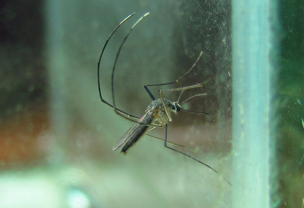 Wyeomyia arthrostigma