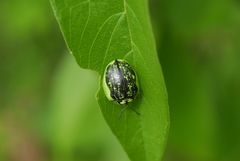 Physonota calcarata