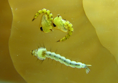 Wyeomyia arthrostigma