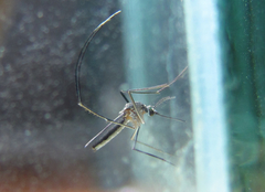 Wyeomyia arthrostigma