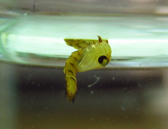 Wyeomyia arthrostigma