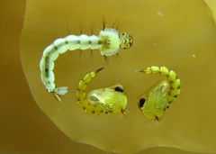 Wyeomyia arthrostigma