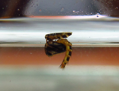 Wyeomyia arthrostigma