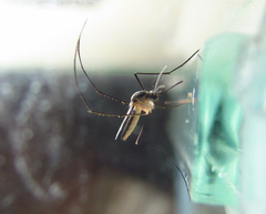 Wyeomyia arthrostigma