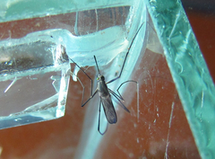 Wyeomyia arthrostigma